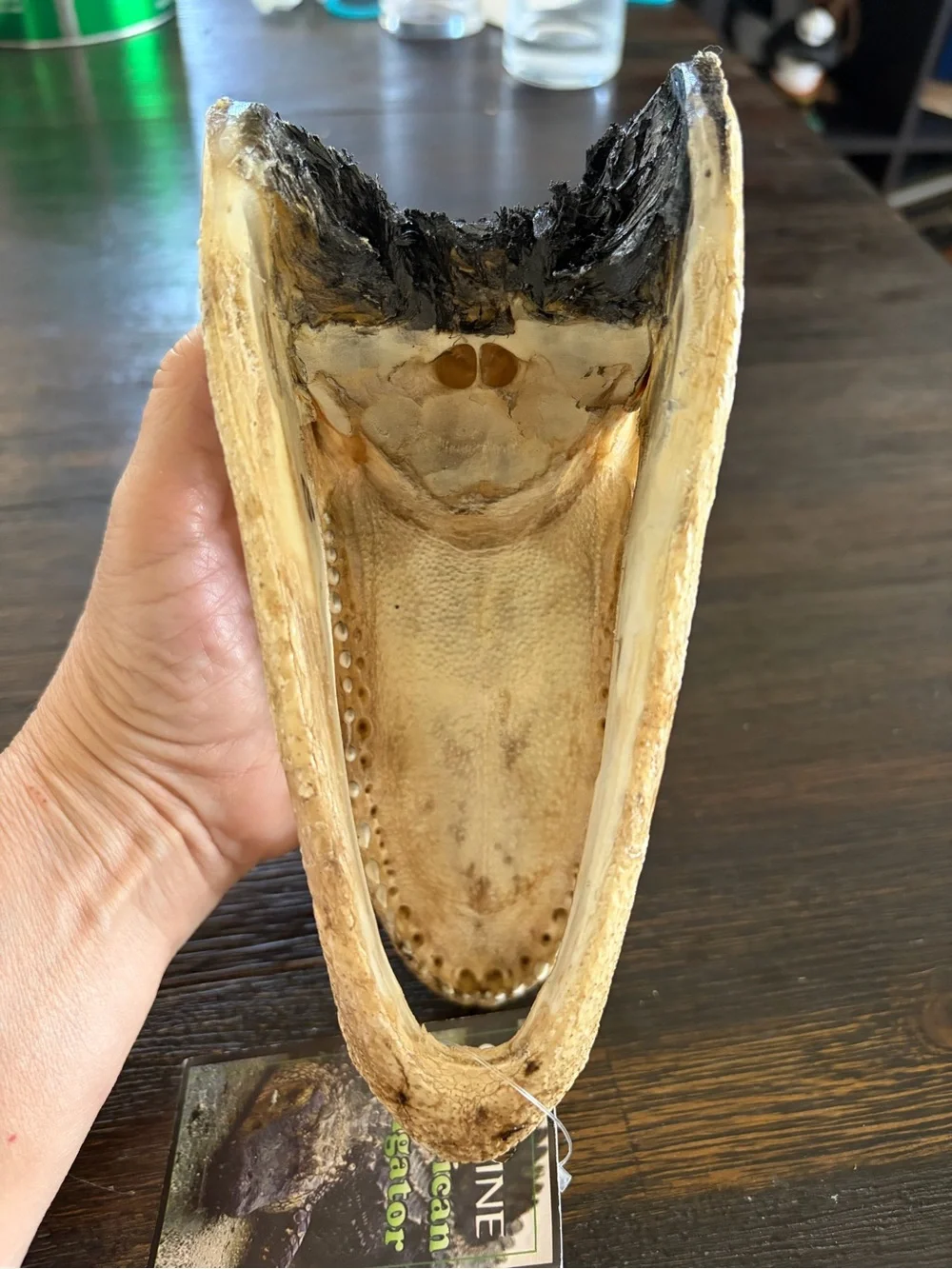 Genuine Alligator Skull Terrarium Accent - Brown with Green Eye